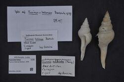 Naturalis Biodiversity Center - ZMA.MOLL.355391 - Fusinus helenae Bartsch, 1939 - Fasciolariidae - Mollusc shell.jpeg