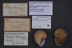 Naturalis Biodiversity Center - ZMA.MOLL.388897 - Oligospira skinneri (Reeve, 1854) - Acavidae - Mollusc shell.jpeg