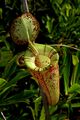 Nepenthes hookeriana upper.jpg