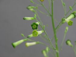 Nicotiana paniculata — Scott Zona 009.jpg