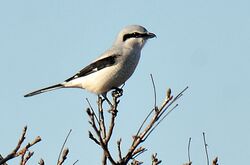 Northern Shrike (8128455040).jpg