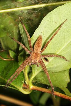 Nursery Web Spider - Pisaurina mira, Meadowood Farm SRMA, Mason Neck, Virginia.jpg