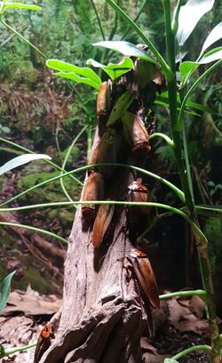 Orange-headed cockroach (Eublaberus posticus).jpg