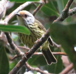 Palawan Striped Babbler.png