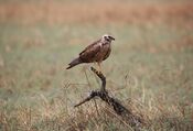 Pallid Harrier (Female).jpg