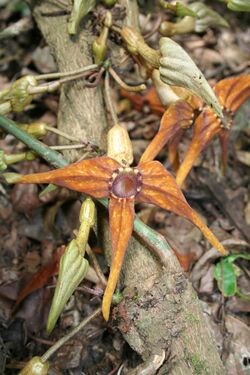 Pararistolochia MS 3736.jpg