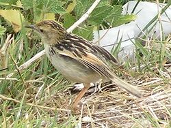 Pectoral patch cisticola2.jpg