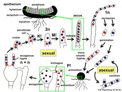 Pezizales, Ascomycota Life Cycle.jpg