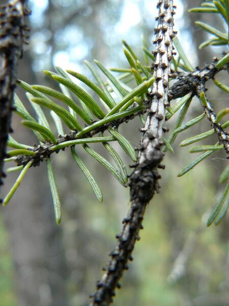 File:Picea glauca twig Denali NP AK.jpg