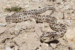 Pituophis catenifer catenifer (Carrizo Plain).jpg