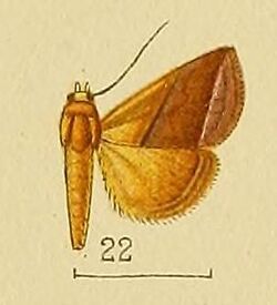 Pl.152-22-Eublemma perobliqua Hampson, 1910.JPG