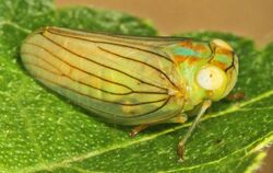 Planthopper Thionia simplex, Woodbridge, Virginia.jpg