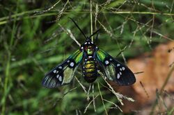 Princely Tiger Moth (Chrysocale principalis) (9934345194).jpg