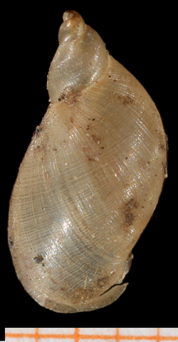 Pseudosuccinea columella shell 4.png