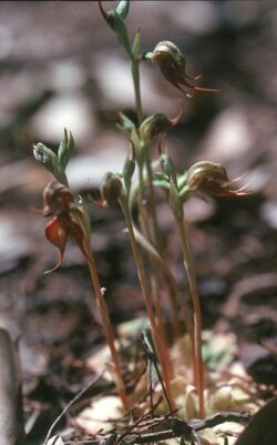 Pterostylis cobarensis.jpg