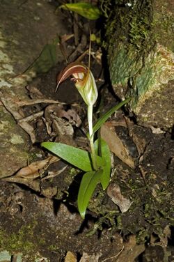 Pterostylis pulchella.jpg