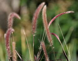 Purple Fountain Grass (Pennisetum setaceum) in Hyderabad, AP W IMG 7797.jpg