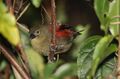 Red-faced crimsonwing, Cryptospiza reichenovii, Seldomseen, Vumba, Zimbabwe - female (21309968393).jpg