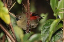 Red-faced crimsonwing, Cryptospiza reichenovii, Seldomseen, Vumba, Zimbabwe - female (21309968393).jpg