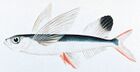 Sailfin flyingfish.jpg