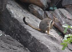 Short-eared rock wallaby in Kakadu.jpg