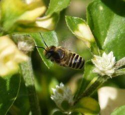Small Bee. Megachile singularis male - Flickr - gailhampshire (1).jpg