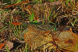 Southeastern Spinylegs - Dromogomphus armatus, Carolina Sandhills National Wildlife Refuge, McBee, South Carolina - 7902689988.jpg