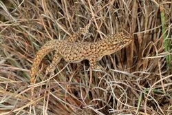 Southern Rock Dtella (Gehyra lazelli) (9388402409).jpg