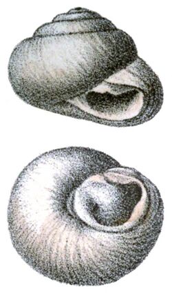 Sphincterochila boissieri shell.jpg