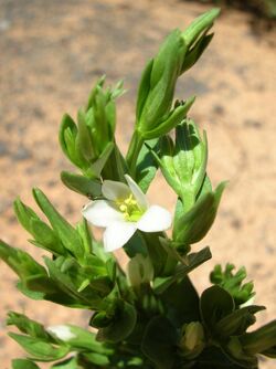 Starr 050317-5218 Centaurium sebaeoides.jpg