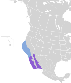 Synthliboramphus craveri map.svg