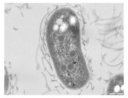 TEM Image of Nitrobacter winogradskyi str. Nb-255.jpg