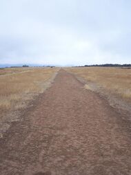 A straight dirt path leading off into the distance with brown weeds surrounding it