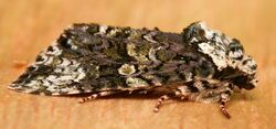 The Coronet moth - Craniophora ligustri.jpg