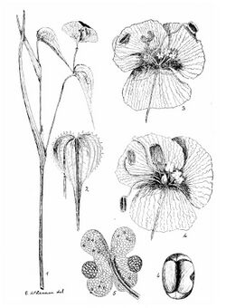 The flora of the Northern Territory (1917) (20106898553).jpg