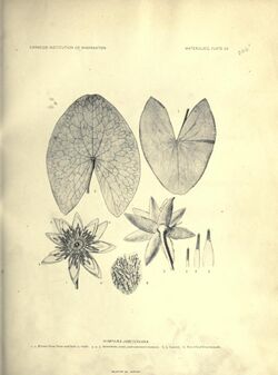 The waterlilies (Plate 23) (6914800490).jpg