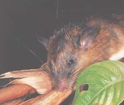 Tikus.jpg