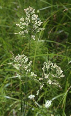 Trisetum wolfii seedheads.jpg