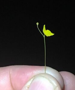 Utricularia chiribiquetensis 29949438.jpg