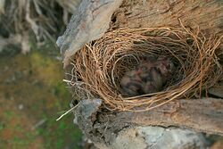White-breasted Woodswallow chicks in nest.jpg
