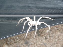 White lady spider namibia.jpg