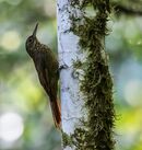 Xiphorhynchus chunchotambo - Tschudi's Woodcreeper (cropped).jpg