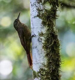 Xiphorhynchus chunchotambo - Tschudi's Woodcreeper (cropped).jpg