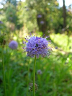 ÖBG 2010-09-23 Succisella inflexa 1.jpg