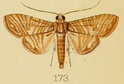 173-Glyphodes multilinealis Kenrick, 1907.JPG