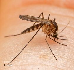 Aedes infirmatus.jpg