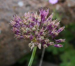 "Allium cyrilli" subsp. "asumaniae"