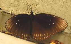 Andaman Crow (Euploea andamanensis).jpg