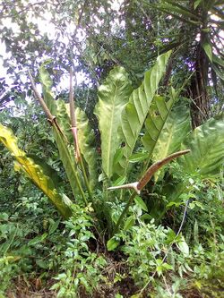 Anthurium schlechtendalii1.jpg