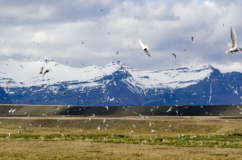 File:Arctic tern nesting on Iceland.jpg